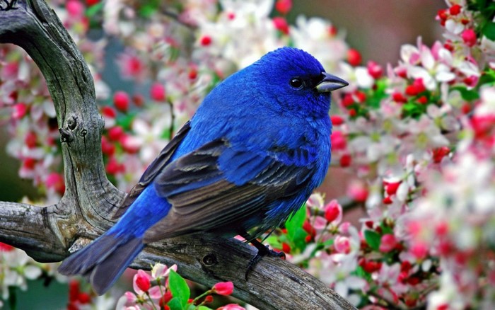 Blue bird perched on a branch with flowers