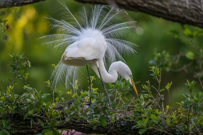 Great Egret with breeding plumage in a tree