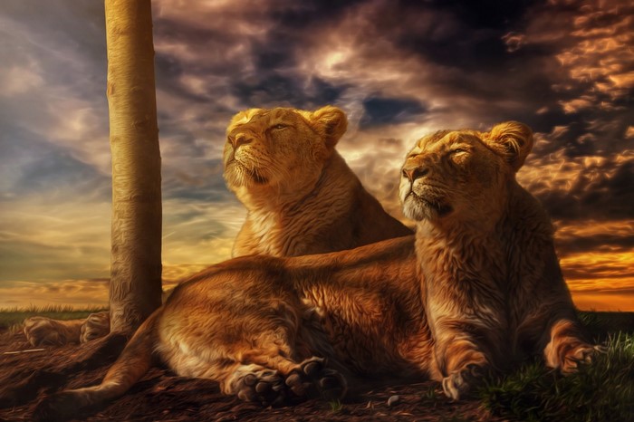 Two lions resting by a tree at sunset