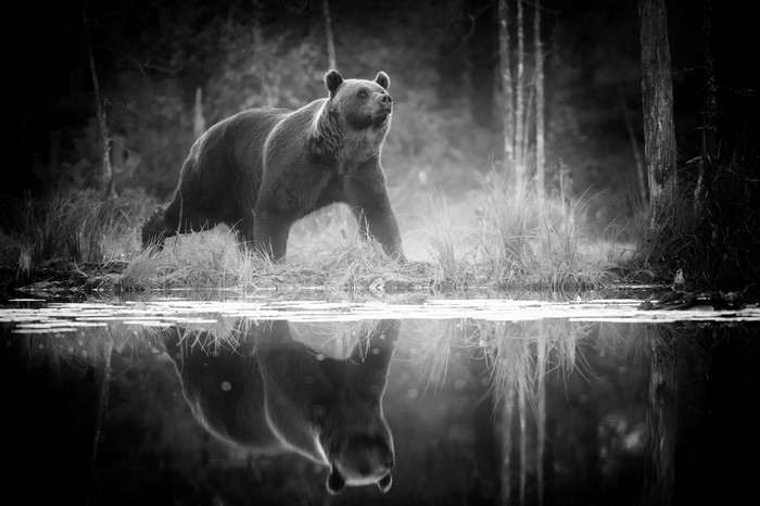 Black and white photo of a bear by a lake