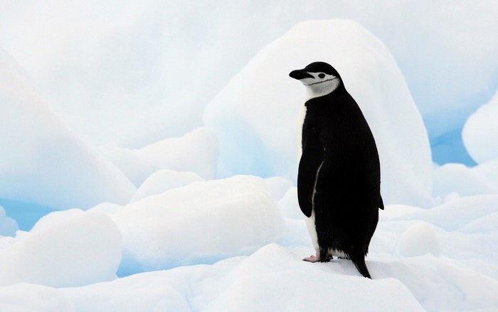Chinstrap penguin standing on ice