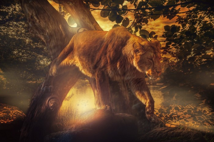 Lioness walking near a tree by a river at sunset
