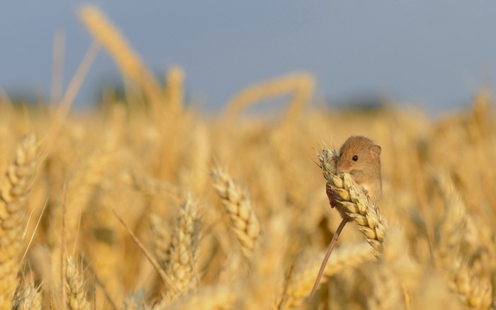 Mouse on a wheat stalk in a field