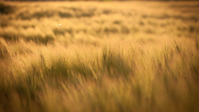 Golden field of grass in sunlight