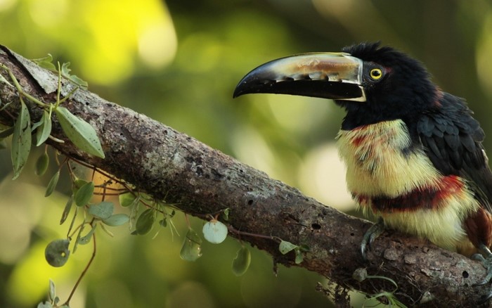 Collared Aracari Toucan perched on a branch