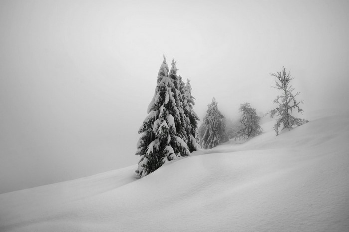 Snow-covered trees in a foggy winter landscape