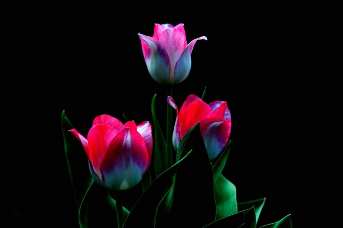 Three vibrant tulips against a black background
