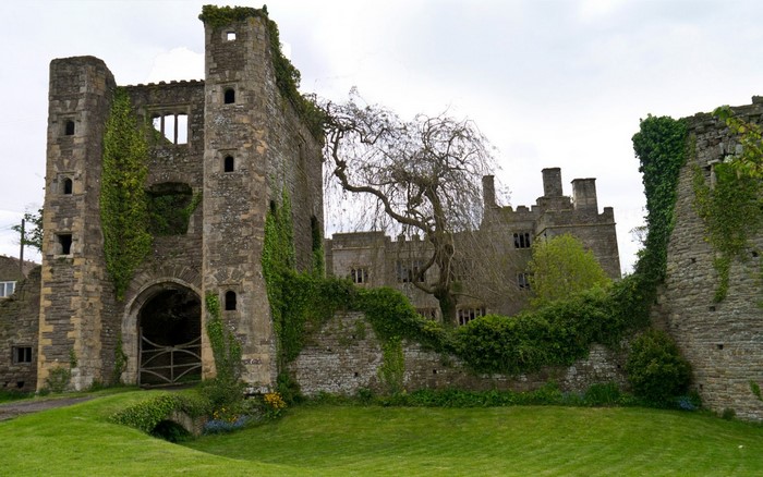 Ruined stone castle with ivy and a bare tree