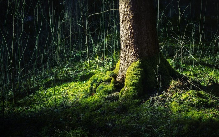 Sunlight on moss-covered tree roots in a dark forest
