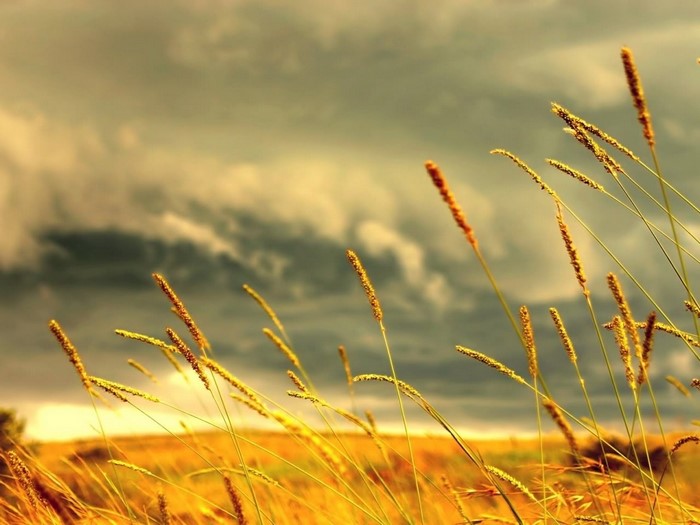 Wheat field under stormy sky