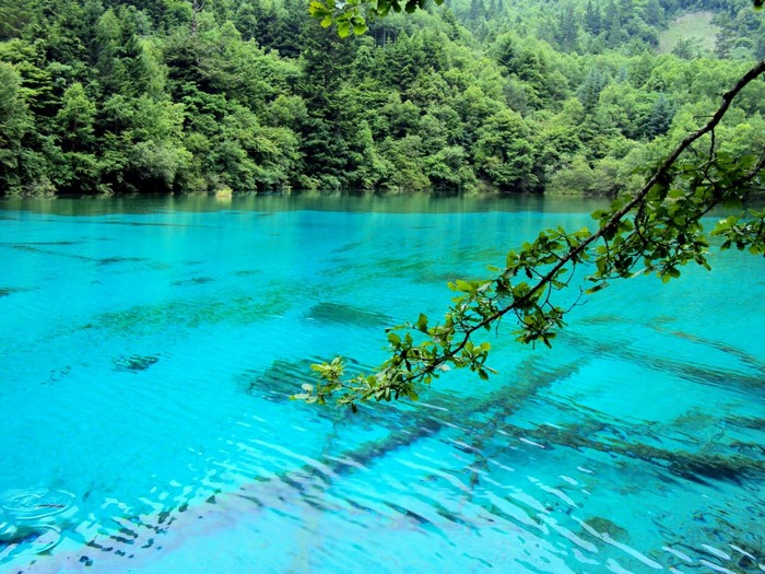 Turquoise lake with green forest and tree branch