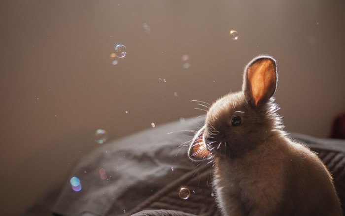 A baby rabbit with bubbles in the sunlight