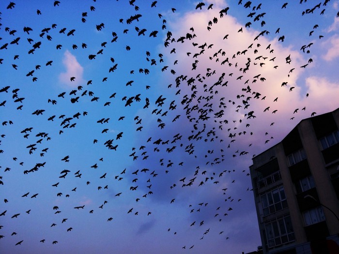 Flock of birds migrating in the sky