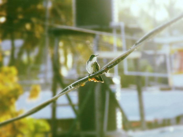 Hummingbird perched on a wire