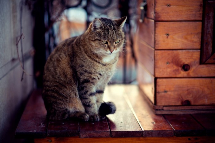 Tabby cat sitting on a wooden surface
