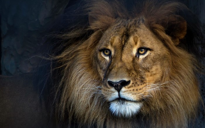 Close up of a male lion's face