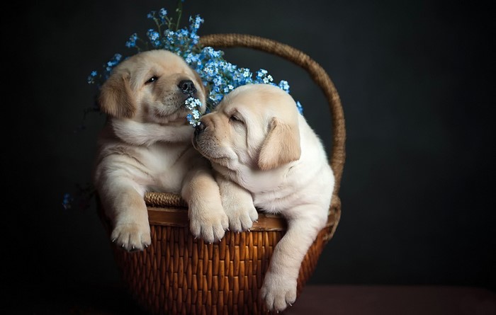 Adorable Labrador Retriever Puppies in Basket with Blue Flowers