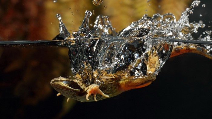 Frog diving into water with splash