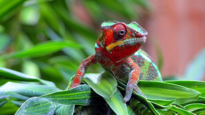 Vibrant Red and Green Chameleon on Green Leaves