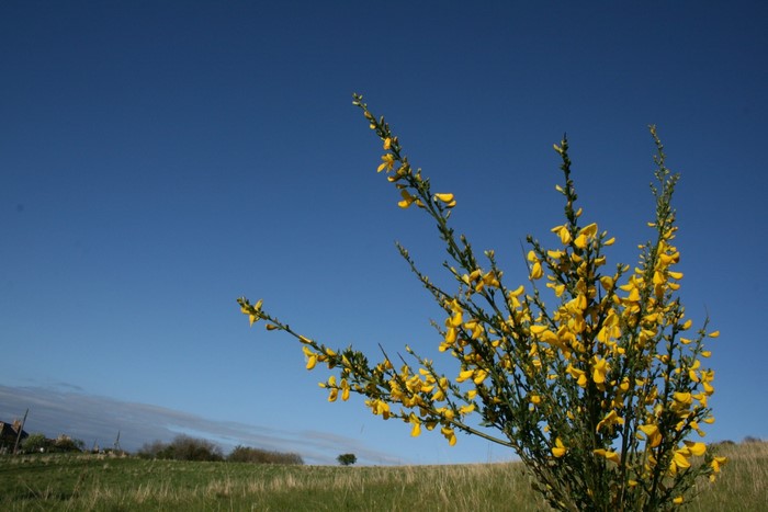 Yellow flowers on a branch against a blue sky