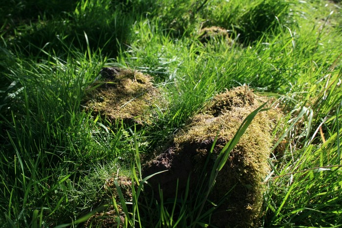 Moss-covered mounds in green grass