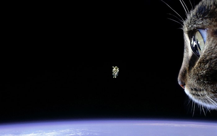 Cat looking at astronaut floating above Earth