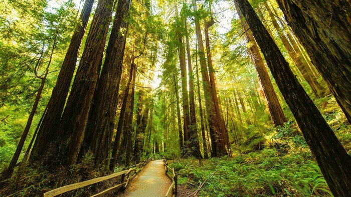 Sunlight filtering through a redwood forest with a wooden path