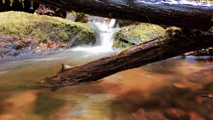 Mossy logs over a flowing stream with a small waterfall
