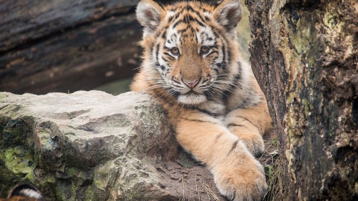 Tiger cub resting on rocks near a tree