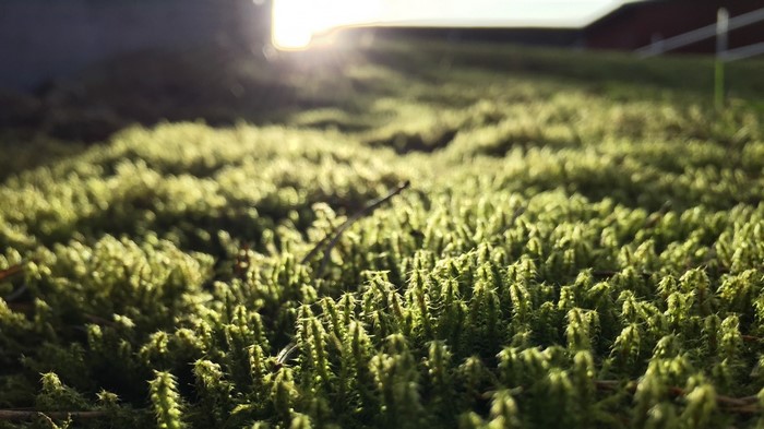 Sunlight filtering through green moss close-up
