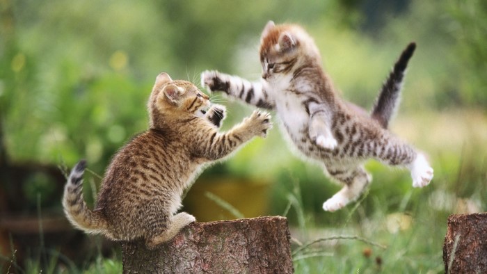 Playful Kittens Leaping Around Tree Stumps