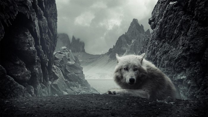 White wolf resting in a rocky, mountainous landscape