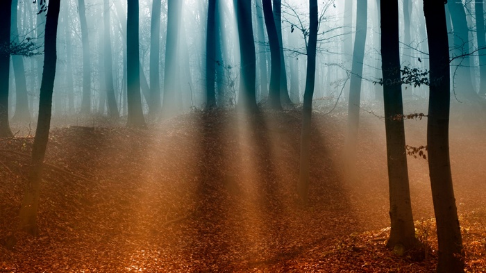 Sunlight filtering through foggy autumn forest