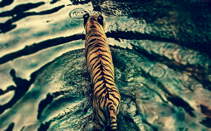 Tiger walking in water