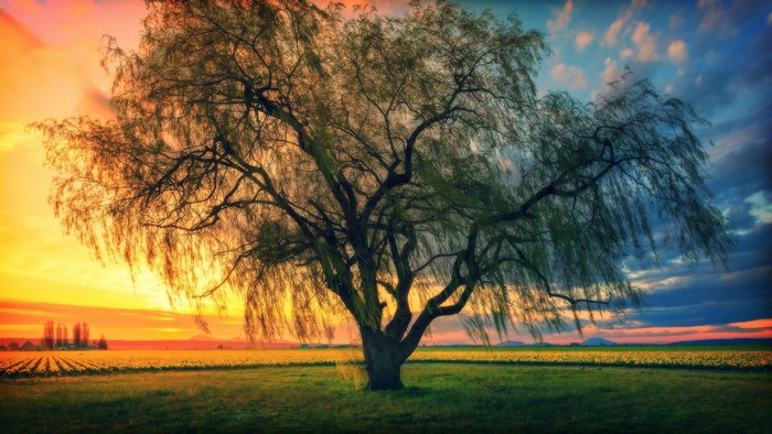 Weeping Willow Tree in a Field at Sunset