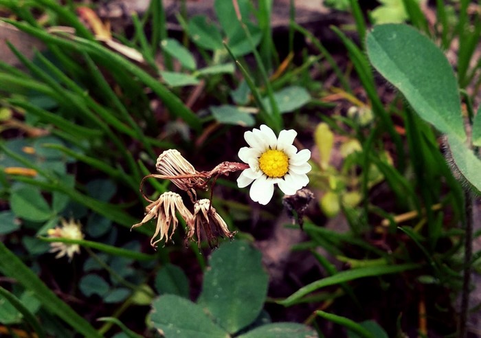 A single white daisy blooms next to dried flowers