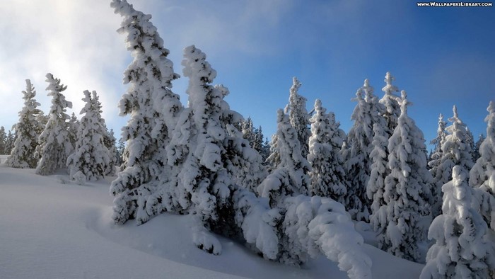 Snow-covered pine trees in a winter landscape