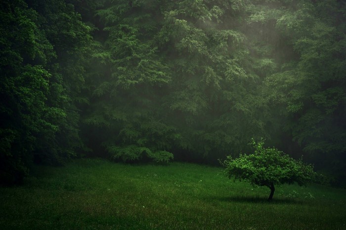 Misty forest with a lone tree in a meadow