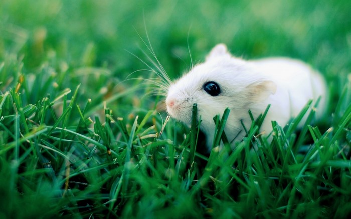 White Hamster in Lush Green Grass