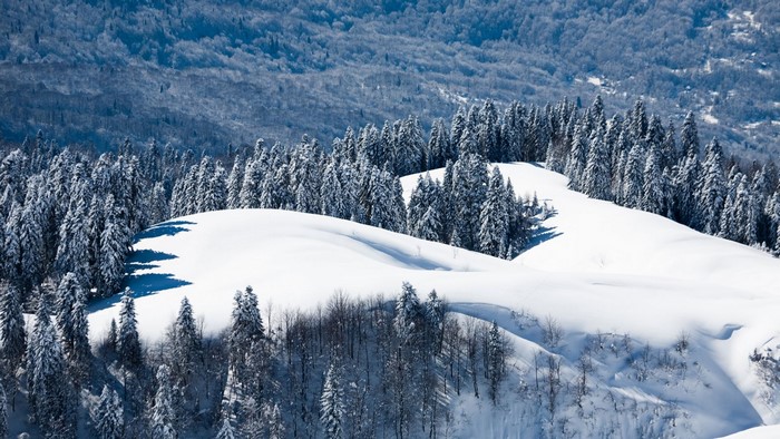 Snow-covered pine trees on a mountain ridge