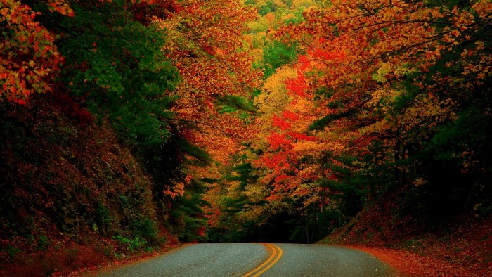 Road through a forest in autumn with colorful leaves