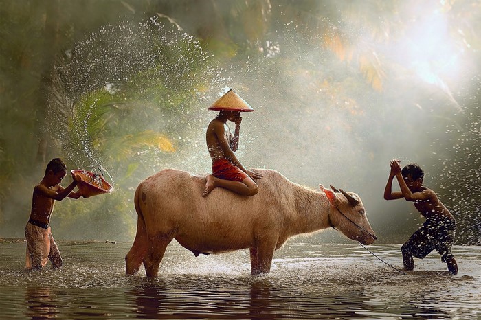 Children playing with a water buffalo in a river