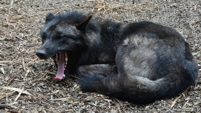 Black wolf yawning on the ground