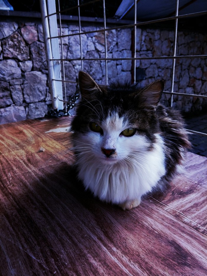 A fluffy cat with green eyes sits on a wooden surface.