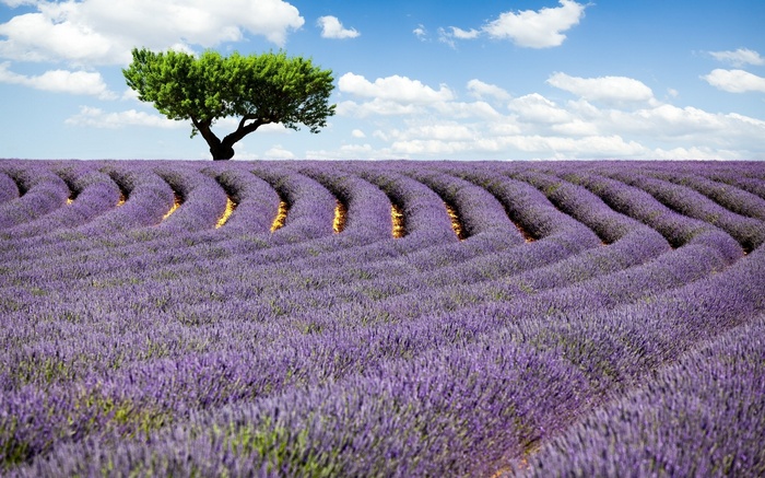 Lavender field with a lone tree under a cloudy sky