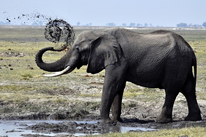 Elephant spraying mud in a muddy field