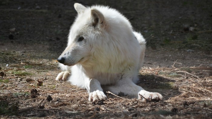 White wolf lying on the ground