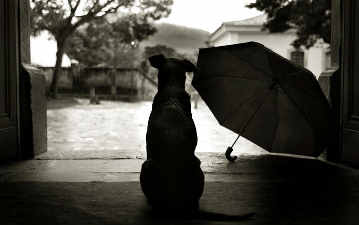 Dog sitting by an umbrella in the rain