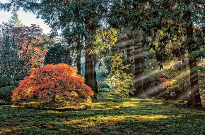 Sunlight filtering through trees in an autumn garden