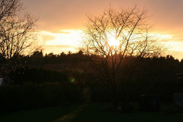Sunset behind a silhouetted tree with lens flare